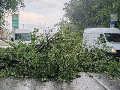 Сильний вітер повалив дерева на дороги Ужгородщини (ФОТО)