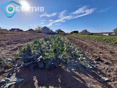 Червень на Харківщині дивує: дощі були, а посуха посилюється