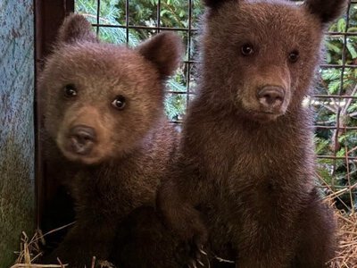 На Закарпатті врятували двох осиротілих ведмежат (ФОТО)