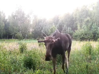 У лісах Шацького нацпарку фотопастка «спіймала» рідкісного лося європейського