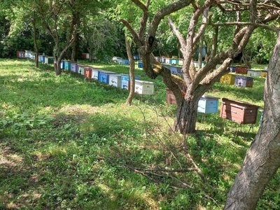 У Оратівській громаді фіксують масову загибель бджіл: пасічники та фермери шукають причини
