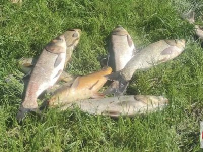 На ставку в Потіївській громаді рибалка з Житомира упіймав сім великих коропів та товстолобиків