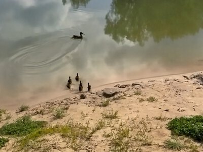 У Києві врятували качку з каченятами, які кілька днів блукали серед автомобілів