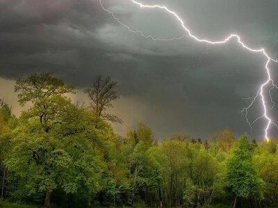 Ці дерева притягують блискавки: що не можна садити біля будинку