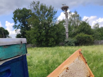 Воїн з Чернігівщини відновив родинну пасіку і продає якісний мед (Фото)