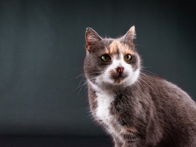 Мозок старих котів старіє майже як людський: нове відкриття вчених