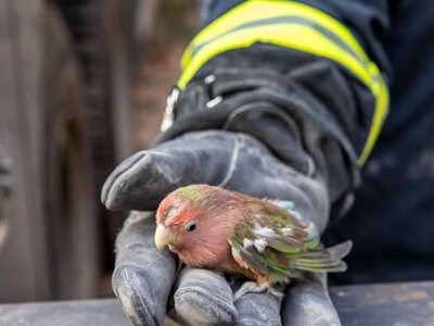 Витягли пернатого з-під завалів: у Харкові співробітники ДСНС врятували папугу
