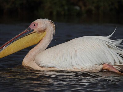 На Хортицю повернувся рідкісний рожевий пелікан, якого не бачили тут десятиліттями