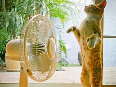 Погода на 25 червня: Спека до 32° накриває Україну
