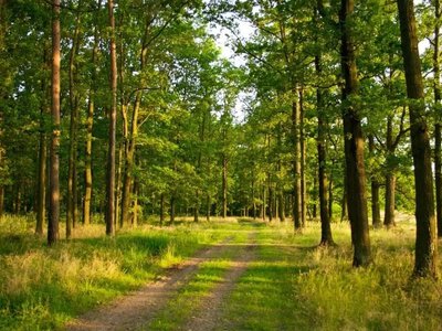 Понад 4 тисячі гектарів лісів Херсонщини вигоріло через обстріли РФ