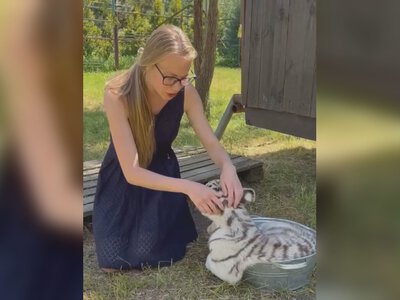 Як маленьке тигреня рятується від спеки в екопарку під Харковом (відео)