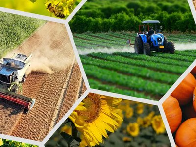 Зростання агровиробництва в Україні: підсумки 5 місяців