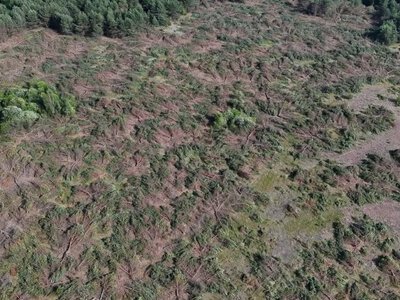 На Волині виявили незаконну вирубку дерев на 20 мільйонів гривень