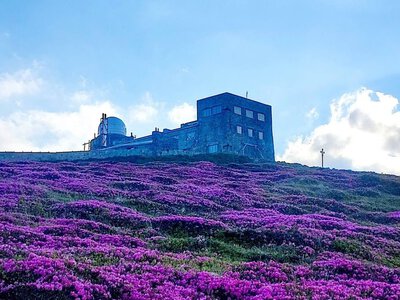 Фото дня: Карпати потопають у цвіті «червоної рути» (ФОТО)