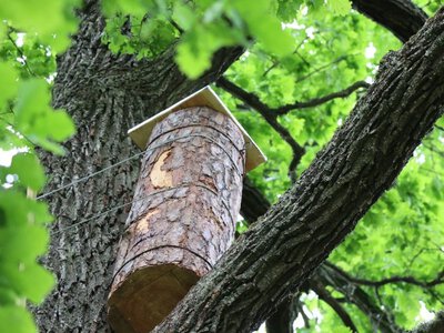 На Київщині встановили перші «готелі для комах»: WWF-Україна запускає екологічний проєкт