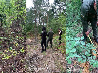 На Рівненщині збитки від незаконної порубки 58 дерев оцінили у понад 419 тис. грн