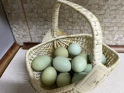 На Черкащині розводять курей, що несуть кольорові яйця