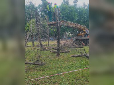 Понад 30 дерев спиляють на бульварі Юр’єва: навіщо (фото)