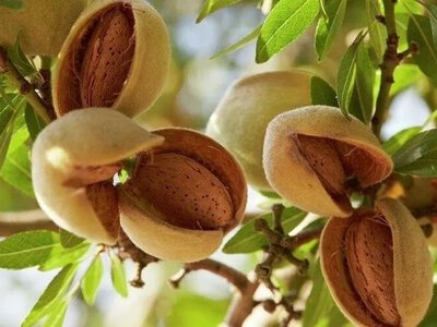 В Україні стартувала програма вирощування промислового мигдалю