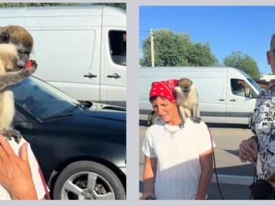 У Шацьку судитимуть чоловіка, який експлуатував мавпу для платних фотосесій