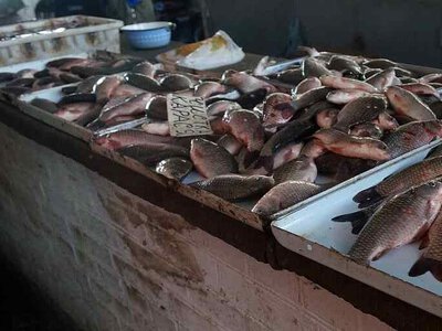 Свежей речной рыбы на рынках Харьковской области очень много: цены разные