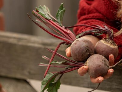 Секрет великих буряків: чим потрібно підживити під час росту листя 