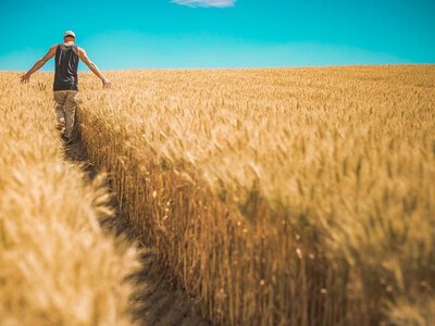 До 1000 грн за гектар: аграріям дадуть нову компенсацію