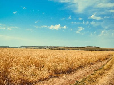 Погода внесла корективи у врожай: де в Україні аграрії мають проблеми із засухою