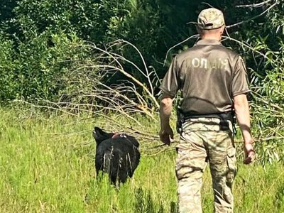 Дві доби в лісі: на Радивилівщині службові собаки допомогли розшукати 75-річну жінку