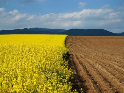 Дві волинські компанії оштрафували на 1,4 мільйона гривень за змову на земельних аукціонах