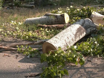 У Полтаві планують видаляти аварійні дерева за майже 3 млн грн