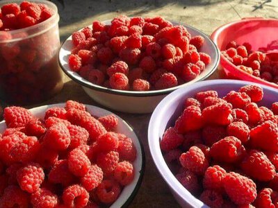 Первая малина на рынках Харьковской обл: Цены еще высокие