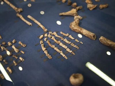 Учені розкрили дивну таємницю Homo naledi: кого знайшли у загадковій печері