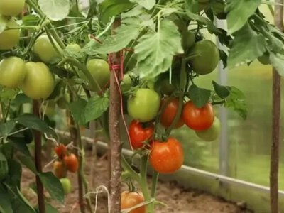Підживлення томатів у липні: секрети щедрого врожаю