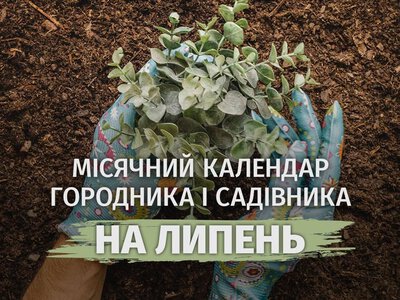 Посадіть у правильний день: місячний календар садівника на липень 2026