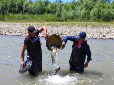 У річку Черемош випустили понад 150 особин форелі