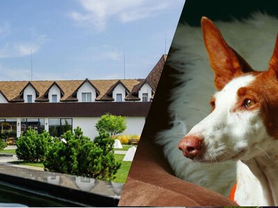Pet-friendly відпочинок на Рівненщині: добірка готелів для власників собак