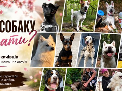 Яку собаку вибрати: мукачівці чесно розповіли про плюси й мінуси популярних порід (ФОТО)