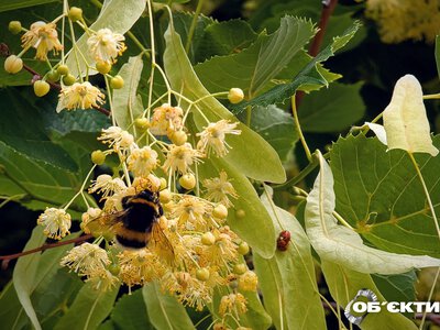 Вдень невеликий дощ. Прогноз погоди на 28 червня у Харкові й області