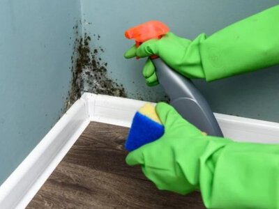 Дешевий засіб від цвілі: два інгредієнти – і хімія більше не потрібна