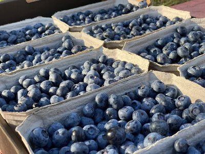 На Світязі стартував сезон ягід: за кілограм лохини просять 700 гривень