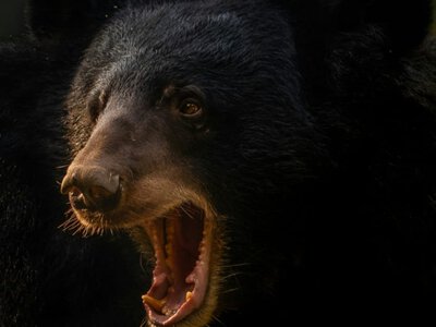 Якщо ви втомилися, можете просто лягти й помріяти: у Китаї шукають працівника для роботи мрії (Відео)