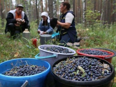 У районах на Волині визначили громади, де можна збирати ягоди та гриби. Перелік