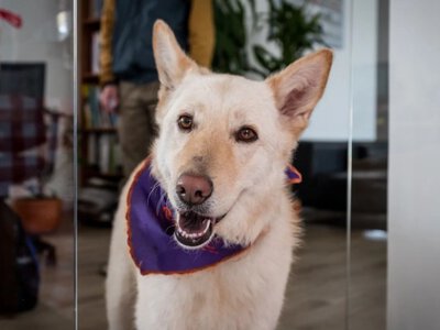 Конкуренція за кадри: як pet-friendly офіс впливає на ринок праці