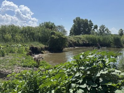 До найближчої хати лишилося 30 метрів: як на Полтавщині водосховище руйнує берег