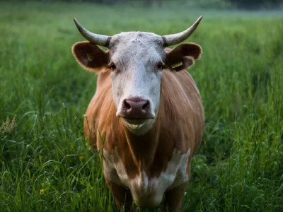 Чому в Україні скорочується поголів'я корів та які наслідки?