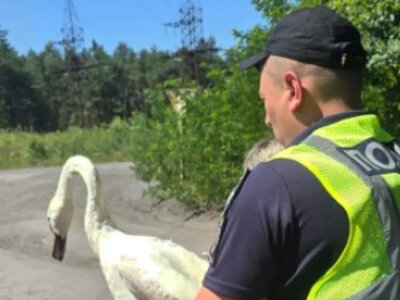 Поблизу Соснівки поліцейські врятували лебедя від аномальної спеки