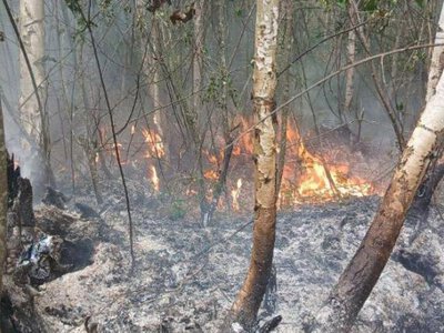 Лісова пожежа залишила без світла частину Рівного та району