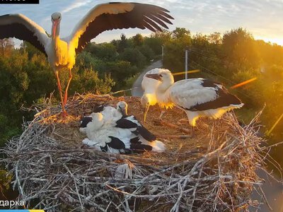 Не витримало сильної спеки. У гнізді лелек Грицика та Одарки вибухнуло останнє яйце