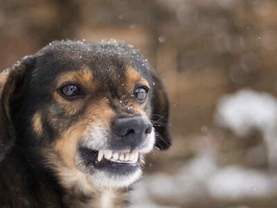 У Житомирі жінку покусав безпритульний пес